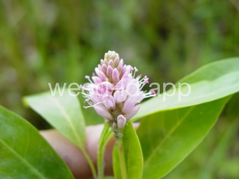 smartweed, water
